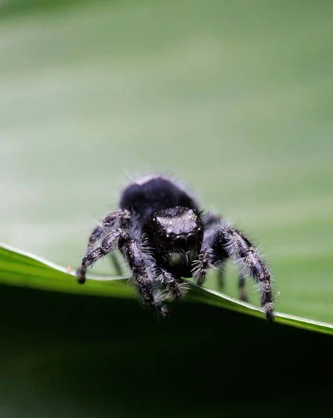 Крупним Планом Знімок Стрибаючого Павука Phidippus Audax Зеленому Листі — стокове фото