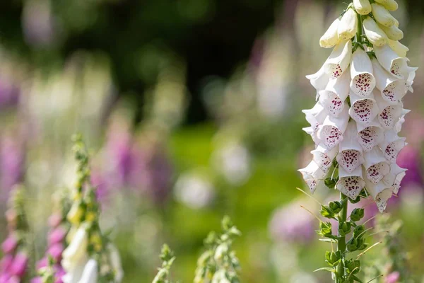 Plan Vertical Une Plante Fleurs Foxgloves Dans Jardin — Photo