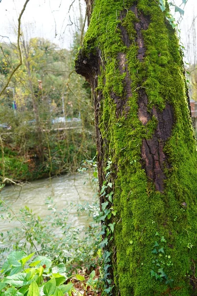 Une Belle Vue Sur Arbre Couvert Mousse Avec Une Rivière — Photo