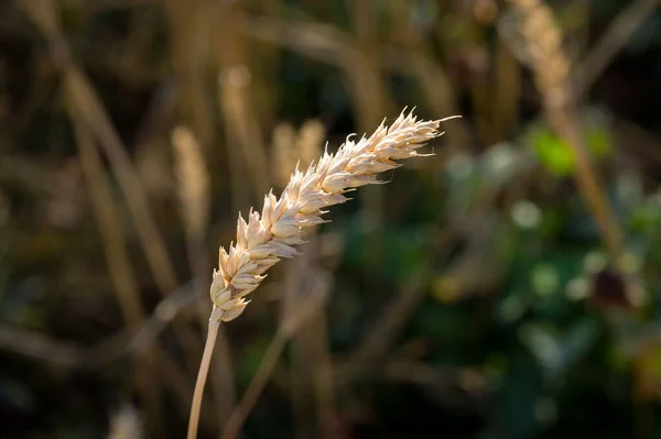 在模糊的背景下小麦在田野中的选择性集中 — 图库照片