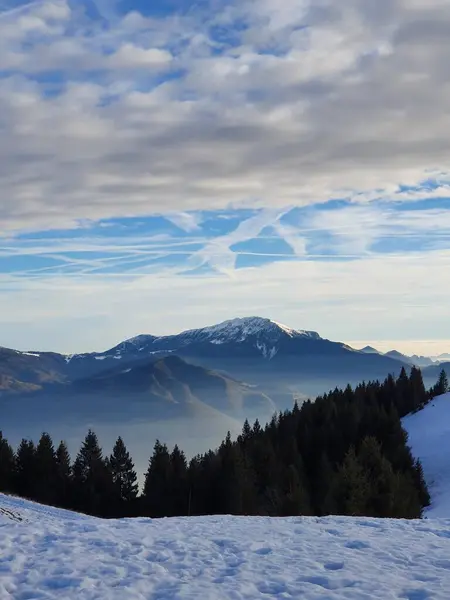 Colpo Verticale Pineta Con Montagne Cielo Blu Nuvoloso Sullo Sfondo — Foto Stock