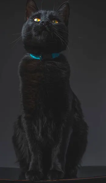 Eine Schwarze Katze Vor Schwarzem Hintergrund — Stockfoto