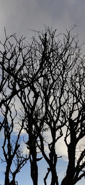 Δέντρα Χωρίς Φύλλα Κυρτά Κλαδιά Στο Πάρκο Μια Ζοφερή Μέρα — Φωτογραφία Αρχείου