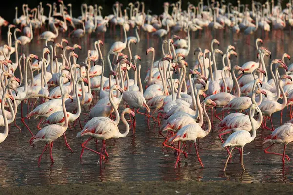 Stor Flock Ljusrosa Flamingos Vadar Damm — Stockfoto