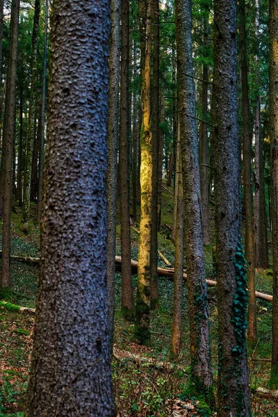 Tiro Vertical Dos Troncos Árvore Floresta — Fotografia de Stock