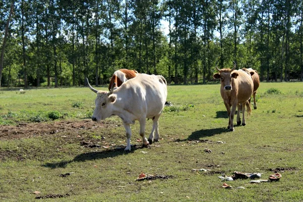 Eine Gruppe Kühe Läuft Einem Sonnigen Tag Auf Einer Grünen — Stockfoto