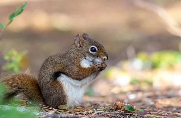 Tiro Perto Esquilo Vermelho Adorável Floresta — Fotografia de Stock