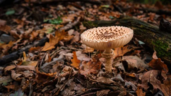 在森林里干枯落叶中寄生蘑菇的特写 — 图库照片