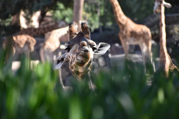 Beautiful Closeup Giraffe Face Zoo — Stock Photo, Image