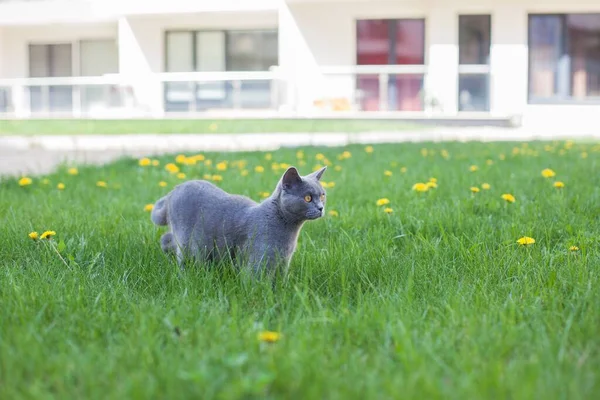 Une Belle Vue Chat Gris Aux Yeux Jaunes Dans Jardin — Photo