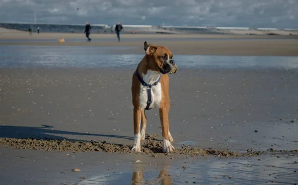 Uma Bela Foto Cachorro Boxeador Marrom Uma Praia Durante Dia — Fotografia de Stock