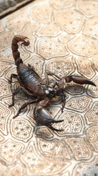 Zbliżenie Olbrzymiego Leśnego Skorpiona Chodzącego Kamiennej Podłodze — Zdjęcie stockowe