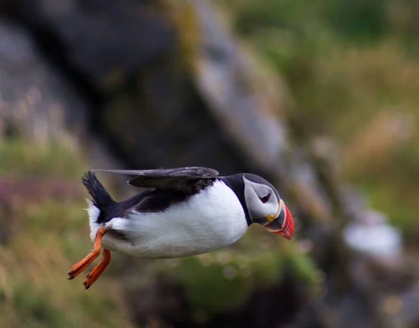 A selective focus shot of a puffin flying in the air