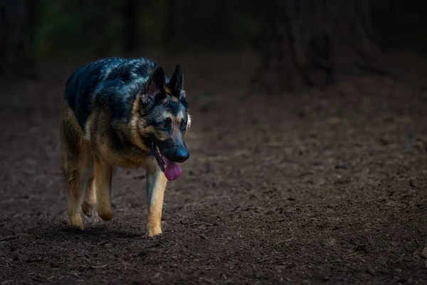 Schöne Aussicht Auf Einen Großen Deutschen Schäferhund Beim Spazierengehen Garten — Stockfoto