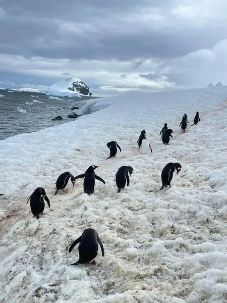 Disparo Vertical Pingüinos Gentoo Pygoscelis Papua Caminando Por Costa Nevada — Foto de Stock