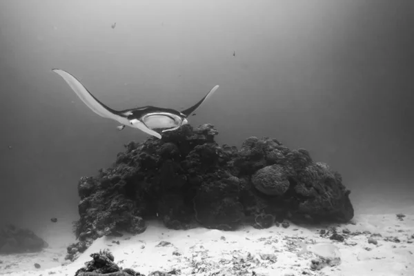 海のサンゴの周りを泳ぐ巨大な海洋マンタレイ魚のグレースケールショット — ストック写真
