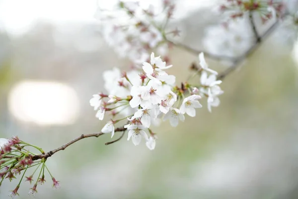 Eine Nahaufnahme Von Rosa Kirschblütenblumen Auf Einem Zweig — Stockfoto