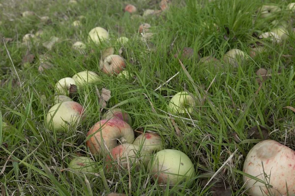 りんごの木から落ちた地面にりんご — ストック写真