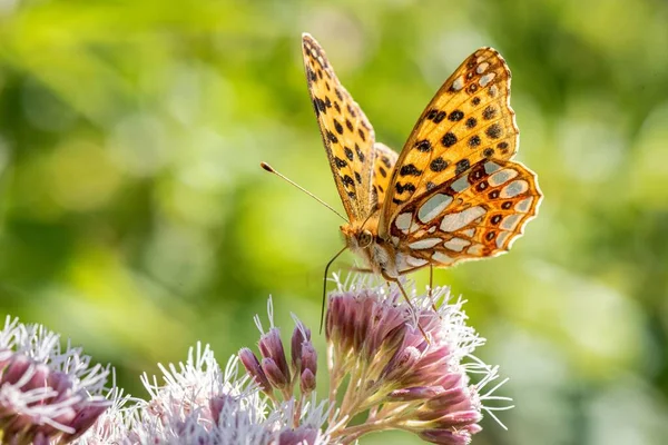 Closeup Beautiful Issoria Lathonia Queen Spain Fritillary Butterfly Flowering Plant — Stock Photo, Image