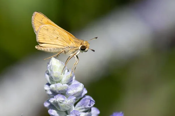 Närbild Selektiv Fokus Lepidoptera Lavendel — Stockfoto