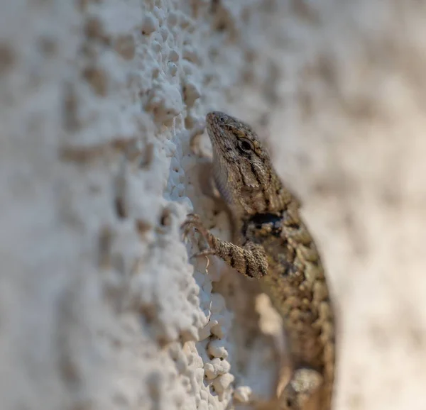 Closeup Portrait Small Lizard White Wall — Stock Photo, Image