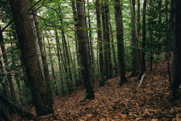 Hermoso Exuberante Bosque Verde Musgoso Con Hojas Caídas Otoño — Foto de Stock