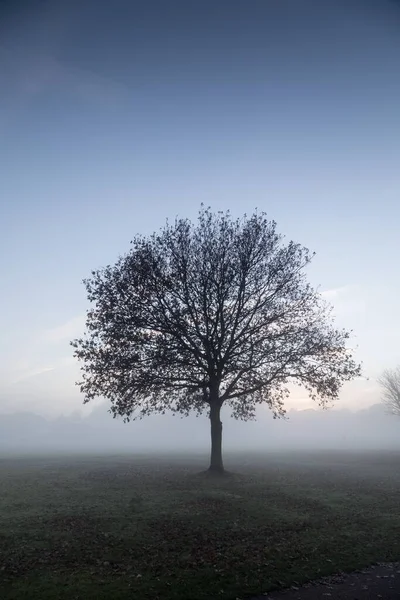 Tiro Vertical Uma Árvore Nua Solitária Campo Nebuloso — Fotografia de Stock