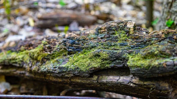 Makro Záběr Mechu Rostoucí Stromové Kůře Zeleni — Stock fotografie
