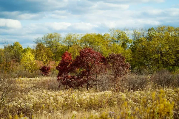 Tarladaki Sonbahar Ağaçlarının Güzel Manzarası — Stok fotoğraf