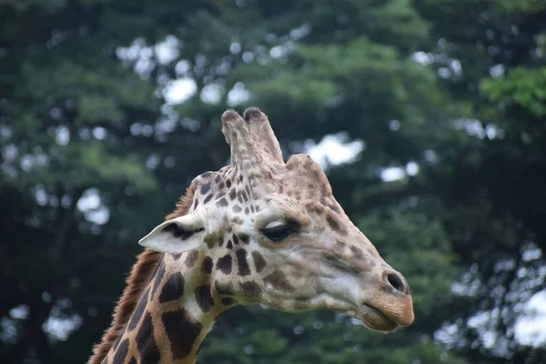 Снимок Симпатичного Жирафа Естественной Среде Обитания — стоковое фото