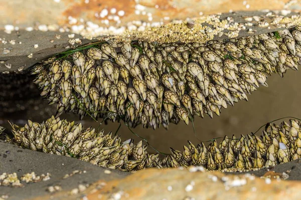 Stock image A selective focus of Lepadomorph barnacles