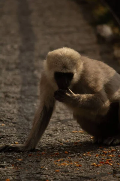 Vertical Shot Beautiful Fluffy Gibbon Primate Street — Stock Photo, Image