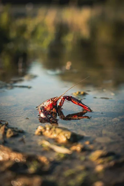 一只小龙虾在水里 背景模糊 垂直射击 — 图库照片