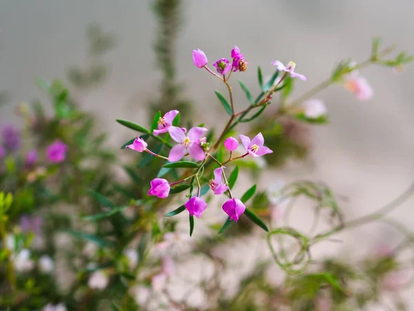Eine Nahaufnahme Von Rosa Sydney Boronia Blüten Mit Ihren Charakteristischen — Stockfoto