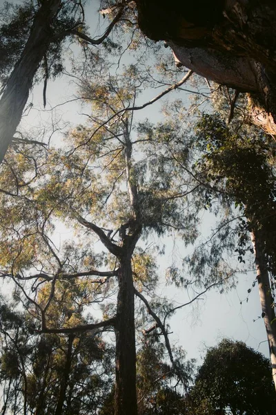 低角垂直拍摄公园里一棵树的低角度镜头 — 图库照片