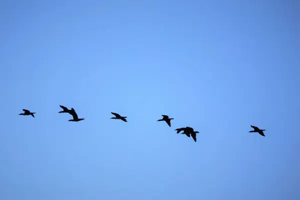 Een Prachtig Shot Van Kraan Vogels Vliegend Een Blauwe Lucht — Stockfoto
