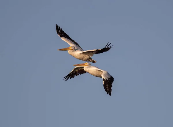 Крупним Планом Великі Пелікани Летять Блакитному Небі — стокове фото