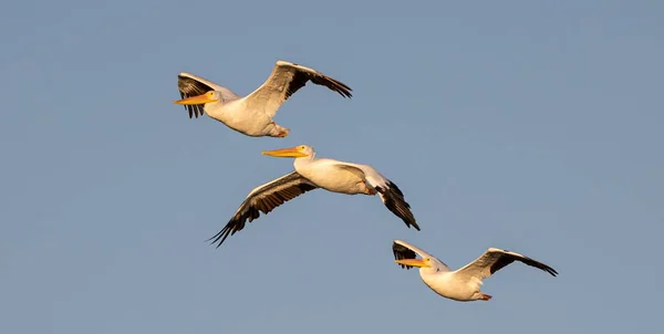 Closeup Great White Pelicans Flying Blue Sky — Stock Photo, Image