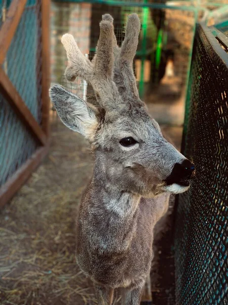 A beautiful shot of a cute roe deer behind a fence