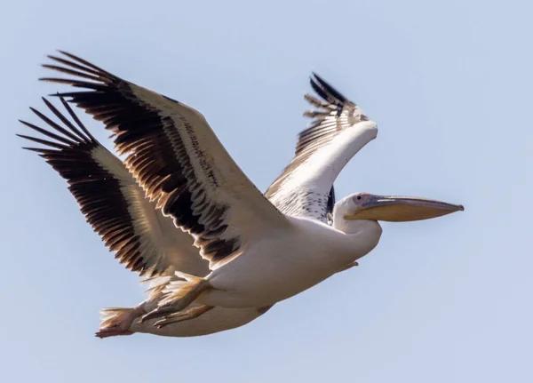 Пеликаны Летят Голубом Небе — стоковое фото