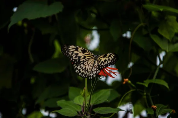 Primer Plano Una Mariposa Lepidoptera Una Planta — Foto de Stock