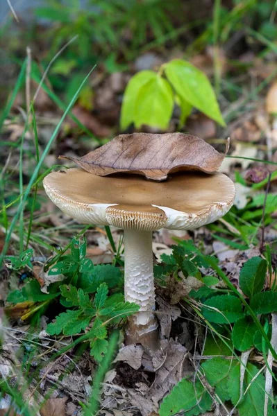 Tiro Close Vertical Cogumelo Amanita Fulva Encontrado Crescendo Natureza — Fotografia de Stock