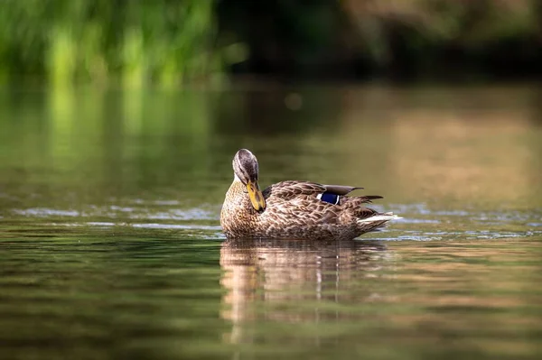Closeup Mallard Duck Swimming Pond — Stock Photo, Image