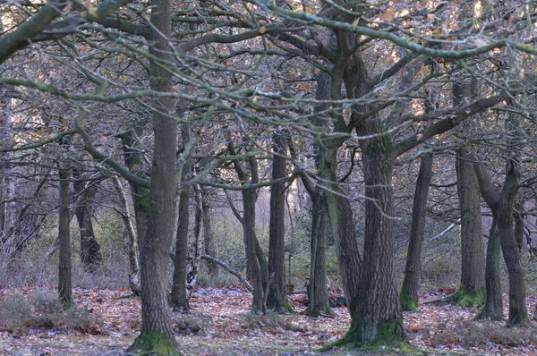 Birmingham Ngiltere Gündüz Vakti Çekilen Sutton Parkının Güzel Bir Görüntüsü — Stok fotoğraf