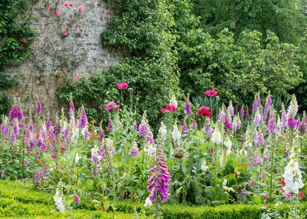 Pintoresco Disparo Colorido Foxgloves Flor Planta Jardín — Foto de Stock