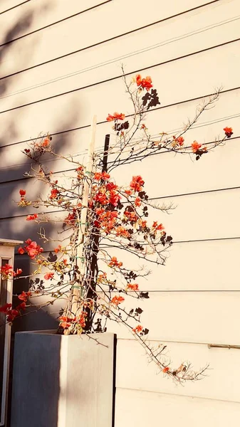 Tiro Vertical Uma Árvore Jovem Com Flores Vermelhas Crescendo Perto — Fotografia de Stock