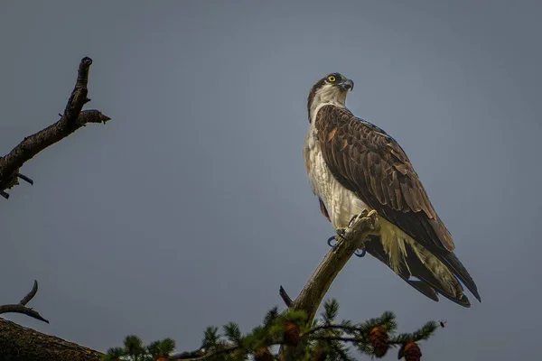 Una Hermosa Vista Águila Madura Encaramada Rama Del Árbol — Foto de Stock