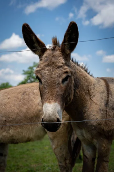 Vertikal Närbild Cotentin Donkey Mot Den Blå Himlen — Stockfoto