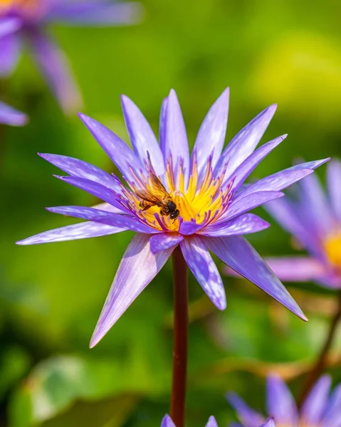 Närbild Ett Honungsbi Lila Lilja Egyptisk Lotus Eller Nymphaea Capensis — Stockfoto