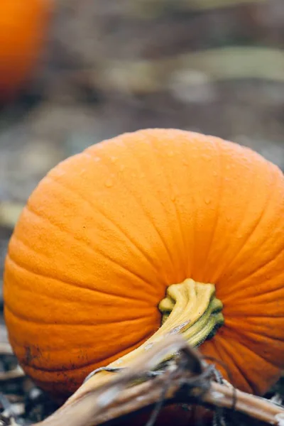 Eine Vertikale Nahaufnahme Orangefarbener Kürbisse Auf Einem Ackerland Halloween — Stockfoto